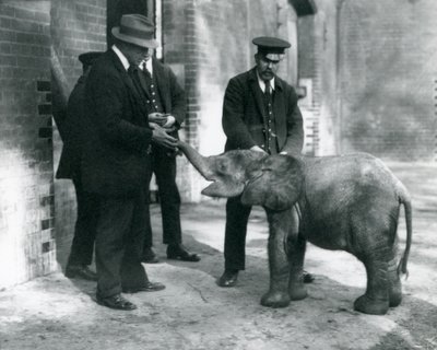 Newly arrived baby pygmy forest elephant Tiny, with her keepers Robertson, Stimpson and Milbourn at London Zoo by Frederick William Bond